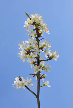 黑刺李（Prunus spinosa）