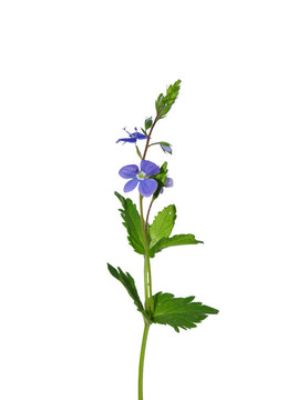 Germander Speedwell（Veronica chamaedrys）