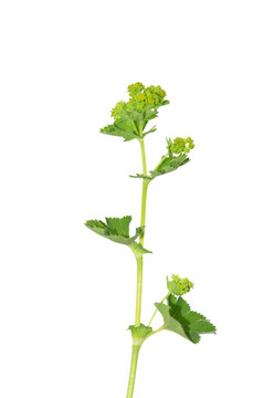 夫人的地幔（小菜花）