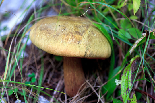 森林蘑菇