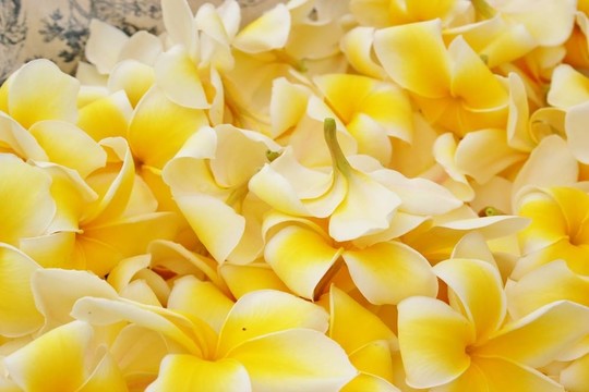 雞蛋花的花朵-特寫