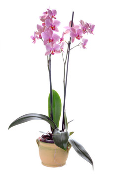 Orchidea