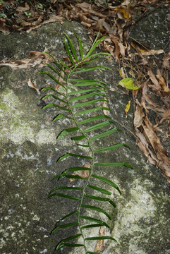 藥用植物蜈蚣藤