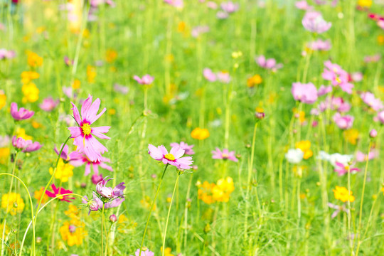 雛菊花的田野