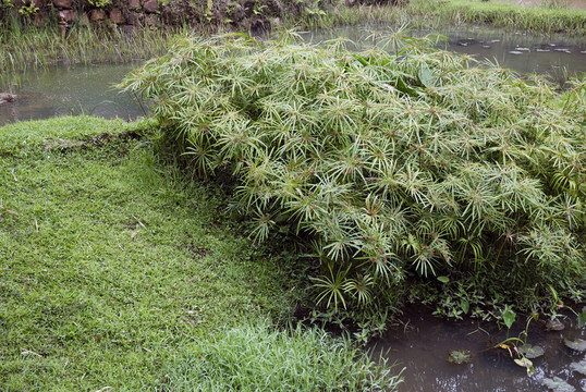 海南三亞呀諾達熱帶雨林濕地