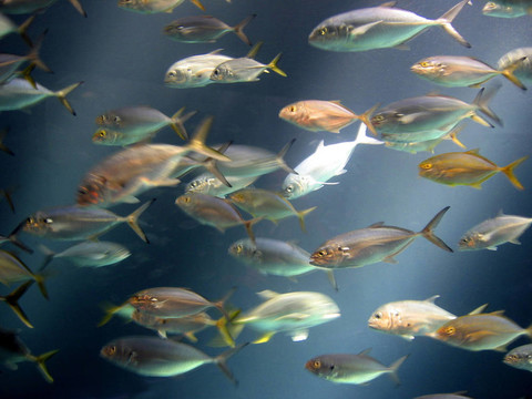 魚