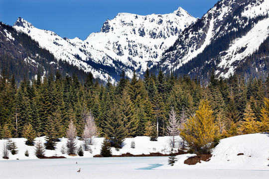 黃金湖春雪snoqualme通華盛頓