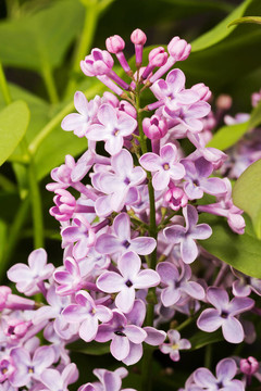 盛開(kāi)的丁香花