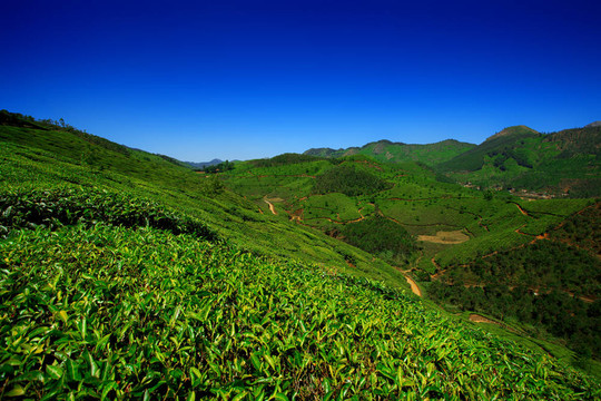 綠茶