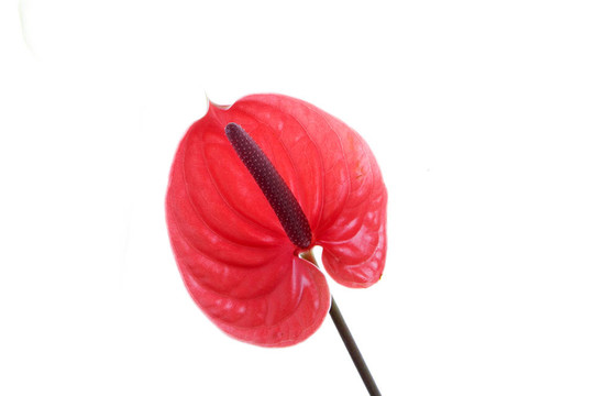 紅掌白色隔離