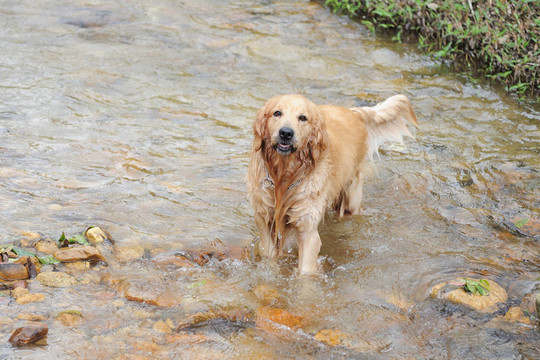 流中的金毛犬