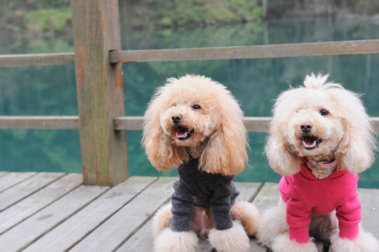 兩個獅子狗站