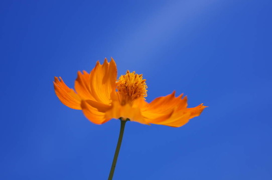硫華菊