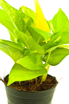 綠色植物。