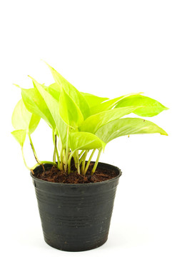 綠色植物分離。