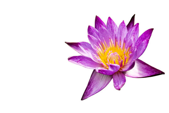關(guān)閉紫蓮花在公園里。