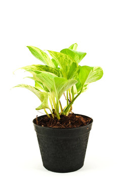 綠色植物分離。