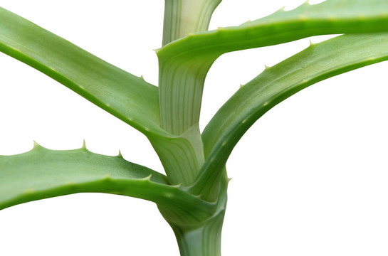 白色背景的Aloe vera。