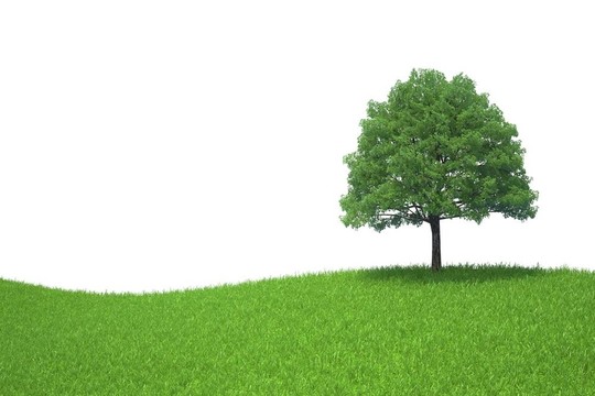白色背景上的綠色草甸上的樹(shù)生長(zhǎng)