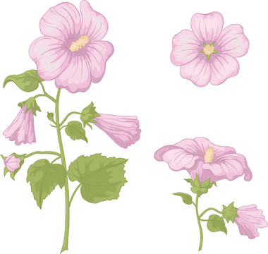 花葵；分離