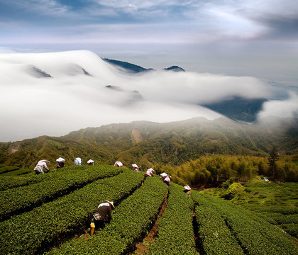 戲劇云和茶園