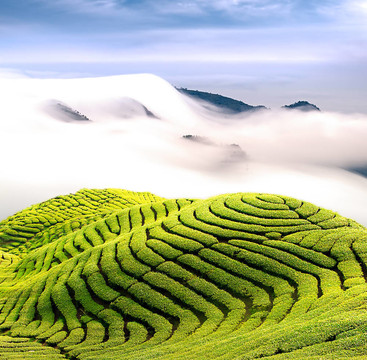 戲劇云和茶園