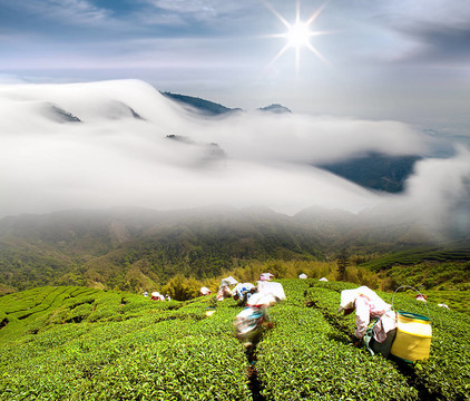 戲劇云和茶園