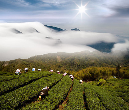 戲劇云和茶園