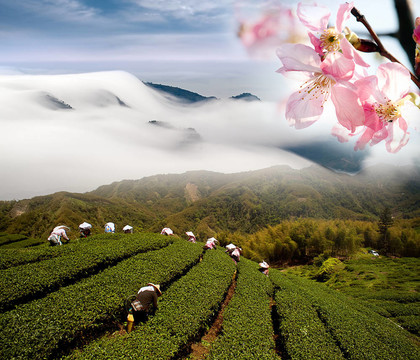 尼斯景觀與櫻花