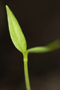 萌發(fā)辣椒植株的宏觀圖像。