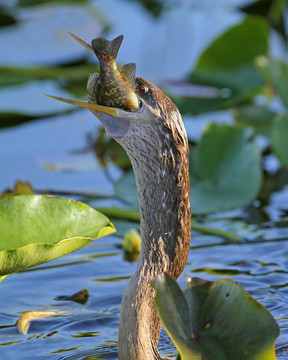 美洲蛇鳥吃魚