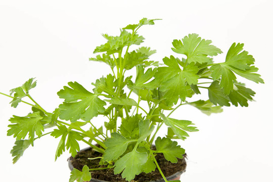 植物歐芹