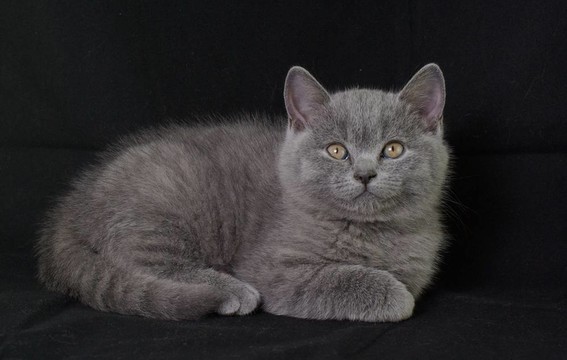 英國(guó)shorthair.kitten。