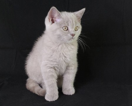 英國(guó)shorthair.kitten。