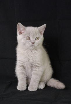 英國shorthair.kitten。