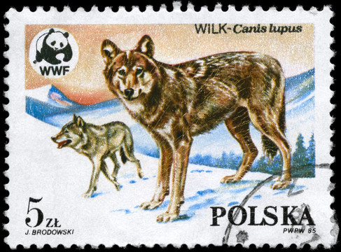 波兰-大约1985只狼