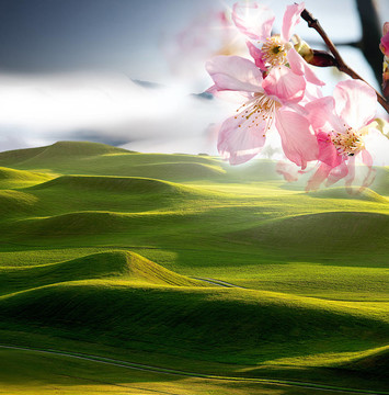 尼斯高爾夫與sakura flower