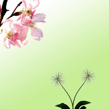 櫻桃與蒲公英