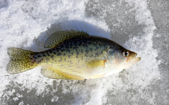 冰凍的湖面上魚