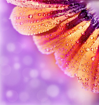 抽象花瓣；花緣