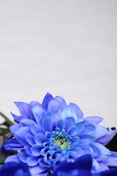 背景或紋理的藍色花