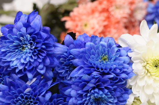 藍(lán)；白色和粉紅色的花朵紫苑的背景或紋理