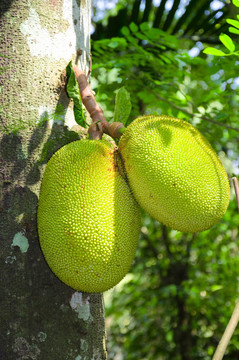 面包果（Artocarpus altilis）