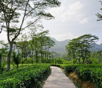 斯里蘭卡山區(qū)的茶園翠綠