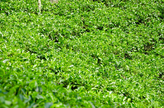 斯里蘭卡山區(qū)的茶園翠綠
