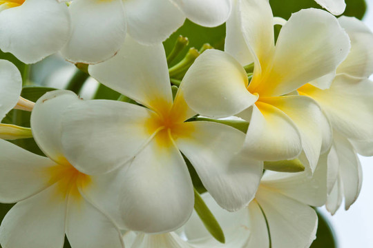 雞蛋花，雞蛋花；