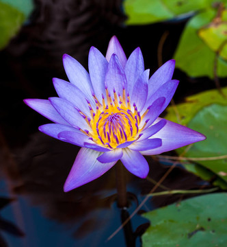 河上的蓮花
