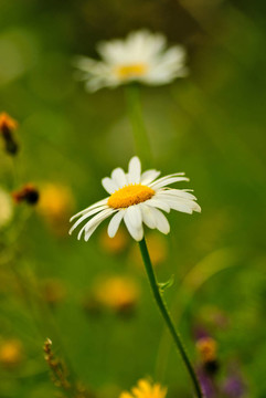 camomiles