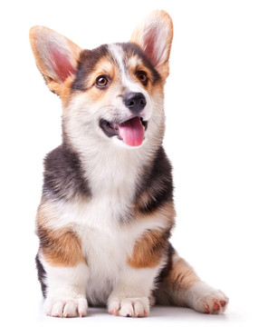 狗威爾士柯基犬；Pembroke