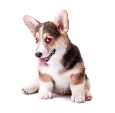 狗威爾士柯基犬；Pembroke